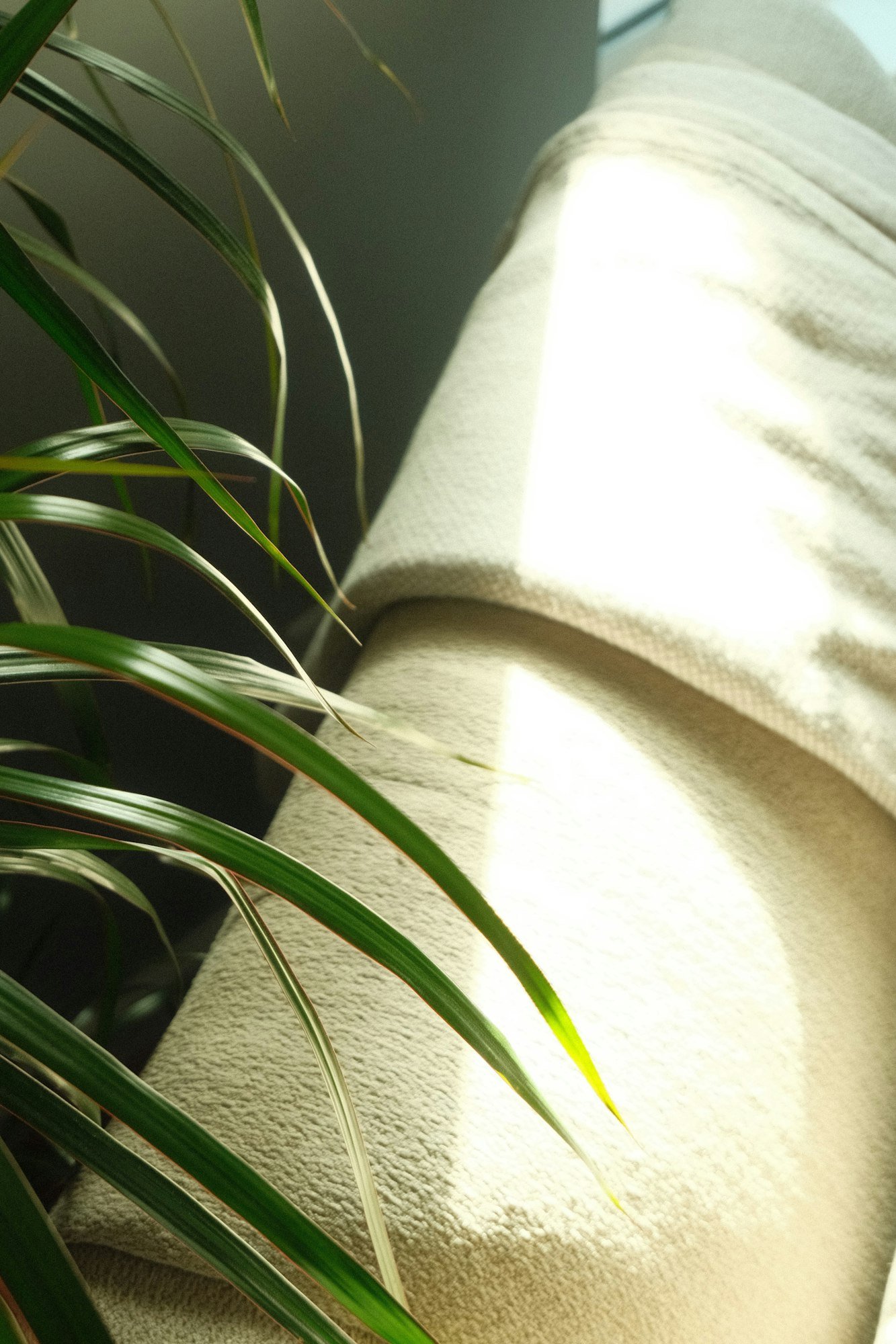 Du linge de lin roulé au soleil, près d’une plante verte